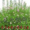 供應H100-200木槿、3-6公分獨桿木槿