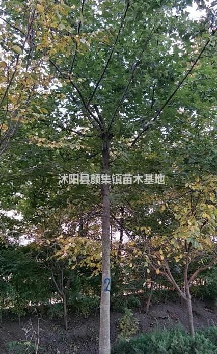 沭陽供應(yīng)楓香14-18厘米
