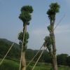 30公分香樟