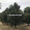 羅漢松/羅漢松價格/羅漢松毛坯