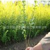 苗圃批發(fā)綠化苗木 金葉女貞苗 成活率高色塊工程苗 規(guī)格齊全