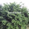 供應10-30公分紅豆杉