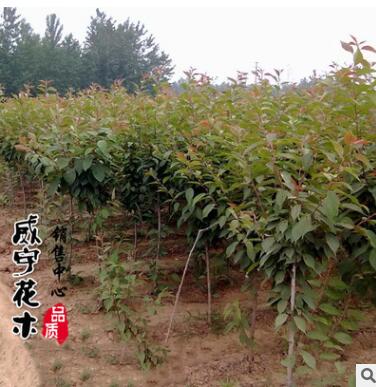 120cm櫻花小苗 行道觀花觀賞櫻花苗 庭院綠化早櫻花苗木批發(fā)