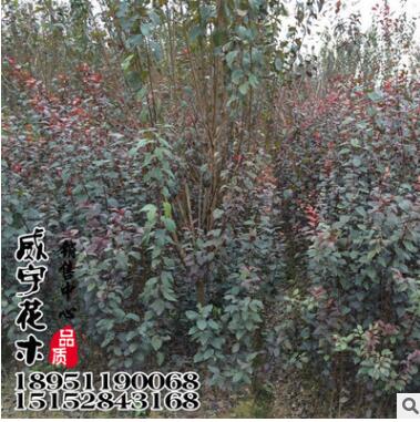 供應速生紫葉李 速生紅葉李 紅葉李批發(fā) 各種規(guī)格齊全