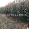 紅葉石楠柱 耐寒紅葉石楠球 欏木石楠苗 高桿紅葉石楠樹 規格齊全