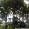 湖南地區(qū)大量供應(yīng)各種規(guī)格生熟香樟
