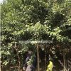 湖南地區(qū)供應 6-8公分女貞