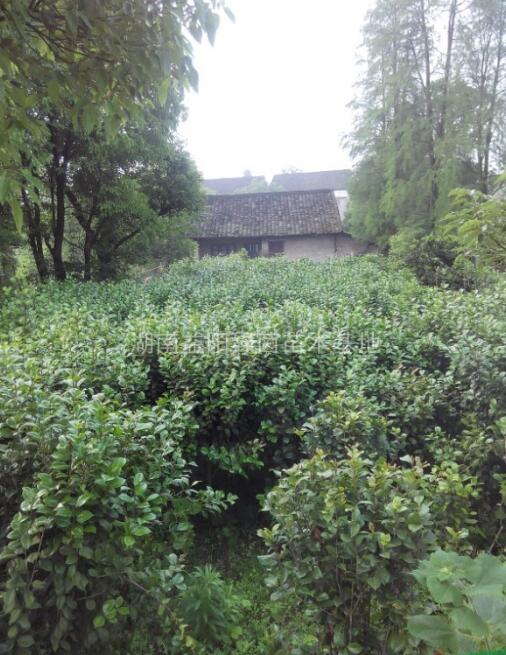 供應各種花卉植物小苗