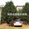 一批出土30公分開量10公分垃圾羅漢松，15公分垃圾羅漢松樹