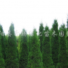 供應(yīng)蜀檜、蜀檜球