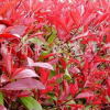 紅葉石楠