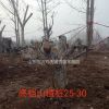 山東臨沂供應(yīng)25-30公分山楂樹