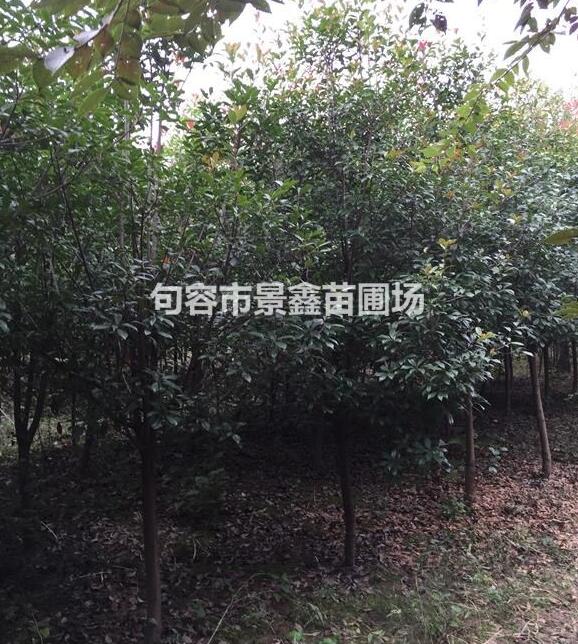 高桿紅葉石楠，量大