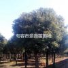 10-20公分香樟
