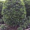 非洲茉莉