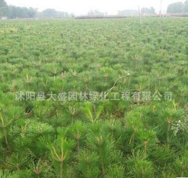 基地直銷黑松苗 黑松小苗 綠化工廠苗 綠籬用苗規格齊全