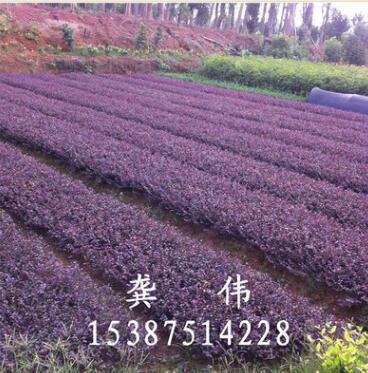 供應(yīng)綠化灌木紅花繼木大圓葉 黑珍珠高24CM冠20公分樹好價(jià)優(yōu)