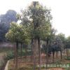 供應(yīng)綠化喬木移栽骨架香樟全冠香樟切桿香樟規(guī)格齊全樹形美觀
