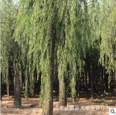 基地大量供應柳樹苗適應性強 耐旱生長旺盛柳樹苗質量保證