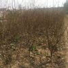 基地熱銷供應榆葉梅 綠化榆葉梅樹苗 優質榆葉梅成苗 量大優惠