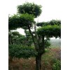 安徽萬家山苗圃基地