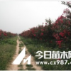 紫薇，紅花紫薇，國旗紅紫薇，四川百日紅