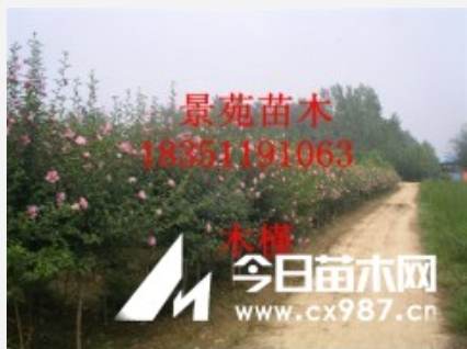 銷售中心木槿價格，紅花木槿價格，江蘇木槿，景苑木槿 銷售中心木槿價格，紅花木槿價格，江蘇木槿，景苑木槿