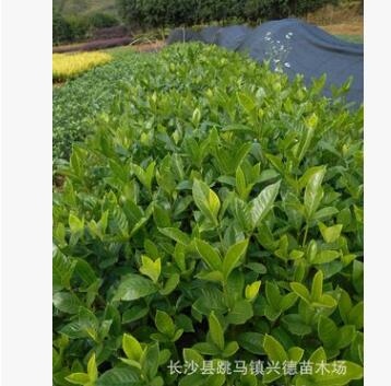 批發梔子花 大小葉梔子花苗 盆栽 清香怡人 綠化苗木