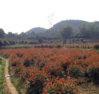 批發紅葉石楠 湖南高桿紅葉石楠 顏色艷紅正宗紅羅賓