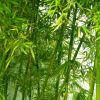 批發青竹 黃金竹 紫竹 金鑲玉竹 庭院觀賞植物園林綠化毛竹
