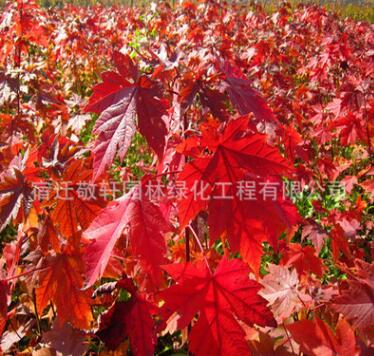 批發美國紅楓樹.日本紅楓.中國紅楓嫁接.紅楓 品種齊全