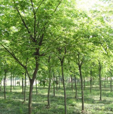 苗圃直銷櫸樹苗 櫸樹小苗 大規格行道樹櫸樹 工程專用 低價批發