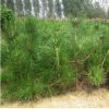 基地批發黑松樹苗 量大從優 黑 松樹苗 黑松樹 綠化工程 規格全