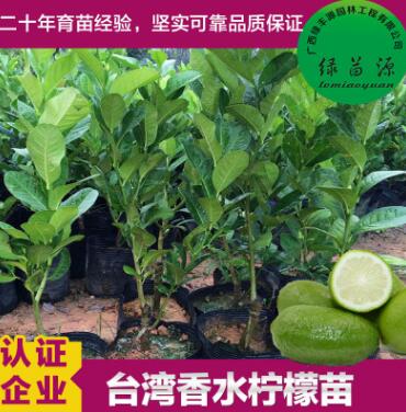 基地批發(fā)直銷(xiāo) 果樹(shù)苗 香水檸檬苗 嫁接檸檬苗 盆栽果樹(shù) 四季結(jié)果