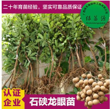 石硤龍眼果樹(shù)苗 桂圓嫁接樹(shù)苗 果肉白色透明汁多味甜