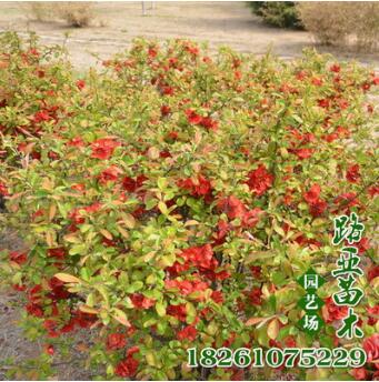 批發鐵桿海棠苗 庭院觀花植物 小區公園綠化苗木 工程用苗