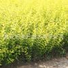 苗木基地批發(fā)金葉女貞苗木 色塊工程綠化苗 成活率高 規(guī)格齊全
