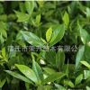 批發(fā)室內(nèi)盆栽植物 大葉梔子花苗 常綠灌木 白色梔子花苗當(dāng)年開(kāi)花