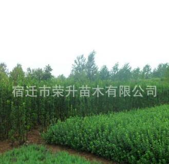批發(fā)庭院種植綠化黃楊苗木 北海道黃楊 生長(zhǎng)速度快 四季常青