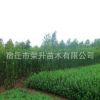 批發(fā)庭院種植綠化黃楊苗木 北海道黃楊 生長(zhǎng)速度快 四季常青