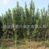 批發(fā) 西府海棠苗 公園觀賞綠化垂絲海棠 成活率高