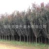 基地直銷速生紫葉李 各種規(guī)格紫葉李樹(shù)苗貨源充足 量大從優(yōu)