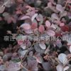 苗圃低價(jià)批發(fā)紅花繼木小苗 庭院綠化工程苗 成活率高 規(guī)格齊全