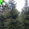 成都正宗小葉楨楠批發基地