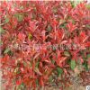 批發紅葉石楠苗 純正紅羅賓 彩色樹種綠化小苗庭院工程紅葉石楠球