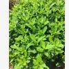 梔子花 枝葉茂盛四季常綠