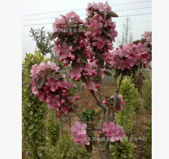供應綠化樹種海棠，品種 規格齊全、質優價廉