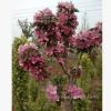 供應綠化樹種海棠，品種 規格齊全、質優價廉