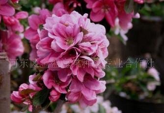 批發木瓜海棠低價格 新品種海棠花 海棠苗木