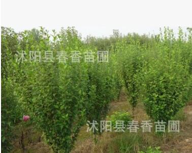 基地常年批發供應河南叢生木槿灌木 木槿樹苗 1.5米高